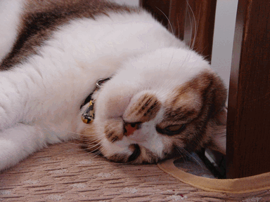 c0136736_21481476.gif