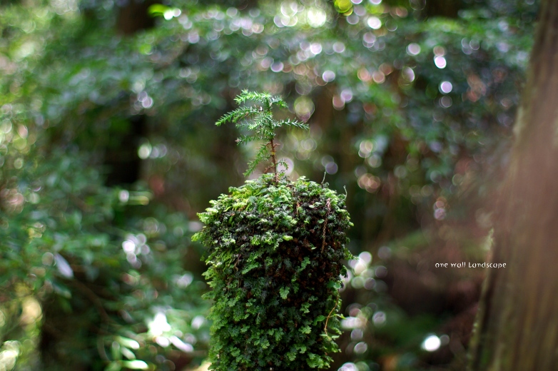 f0049438_2194669.jpg