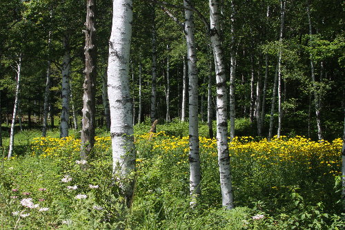 f0181173_1523898.jpg