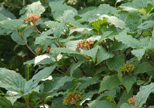 f0181173_15385150.jpg