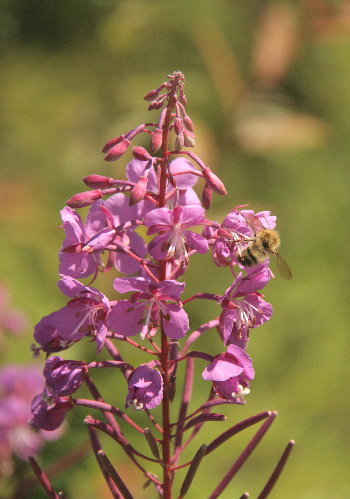 f0181173_18585091.jpg