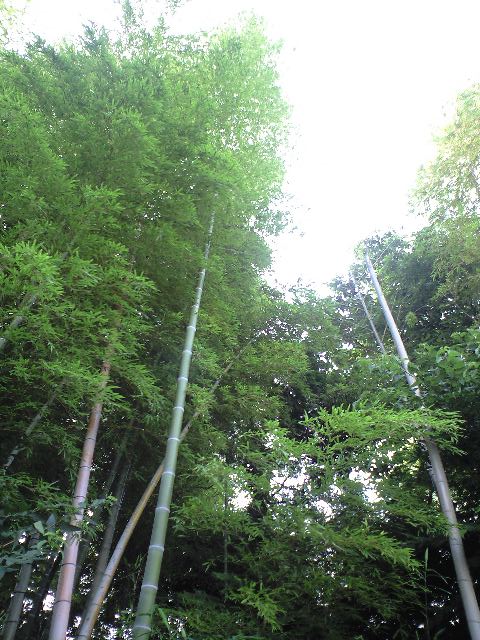 b0083902_9551962.jpg