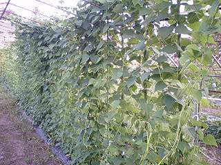 c0163102_2126224.jpg