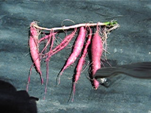 b0076710_11313641.jpg