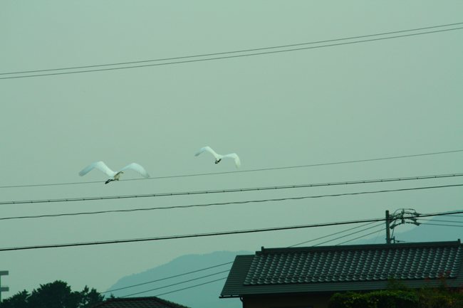 f0181018_20112668.jpg