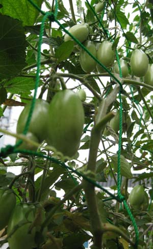 e0134232_10584761.jpg