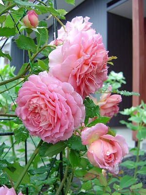 f0205733_10152426.jpg