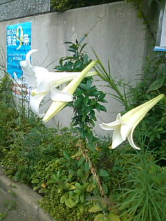 f0061067_18113415.jpg