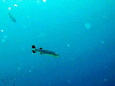 a0002177_17474736.jpg
