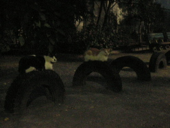 f0007580_2328526.jpg