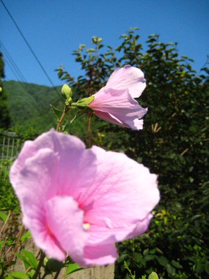 e0060987_11283170.jpg