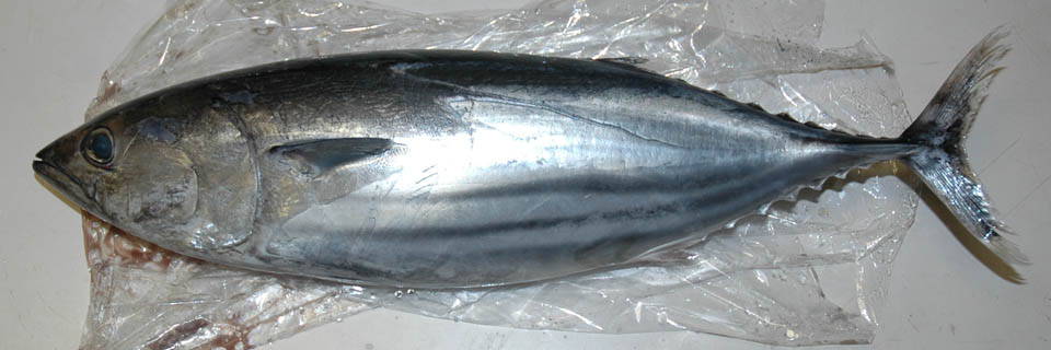 c0170789_031480.jpg