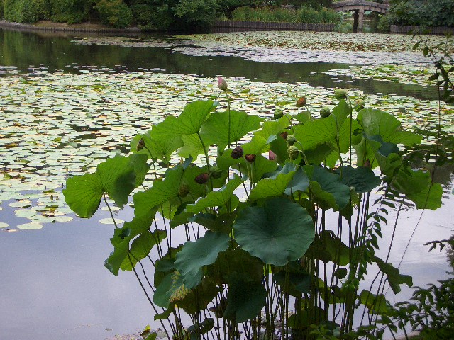 e0128909_1418519.jpg