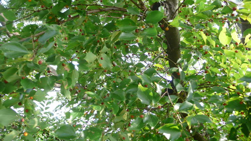 c0101713_10352787.jpg