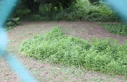 c0101713_114986.jpg