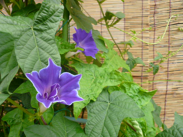e0026017_2345696.jpg