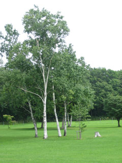 d0018025_14345243.jpg