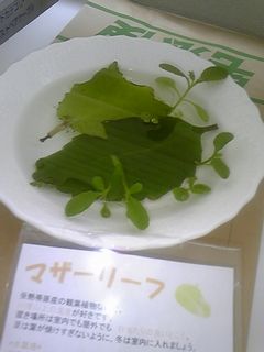 e0036931_12326.jpg