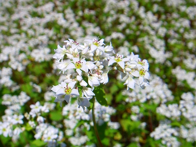 f0182173_12335461.jpg