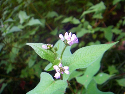f0182173_12342522.jpg