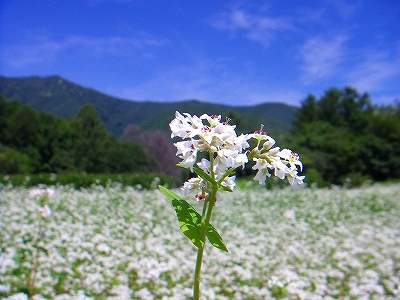 f0182173_1234829.jpg