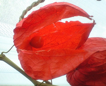 a0091680_1025722.jpg