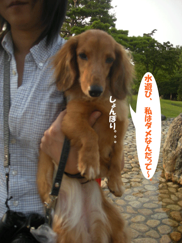 e0066883_14402884.gif