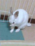 f0201191_1902460.gif