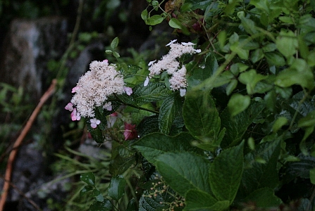 d0133693_19466100.jpg