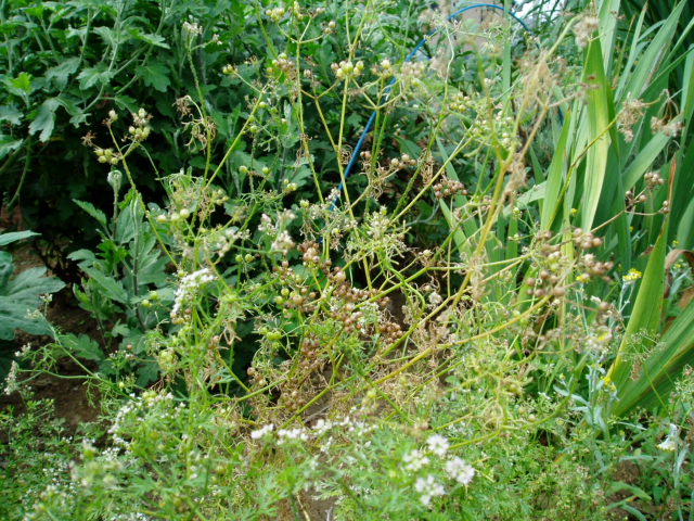 d0119595_13392448.jpg