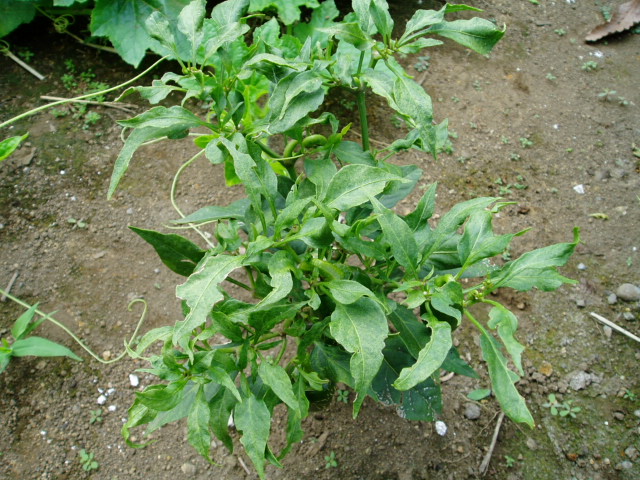 d0119595_1351242.jpg