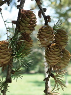 e0014507_9572110.jpg