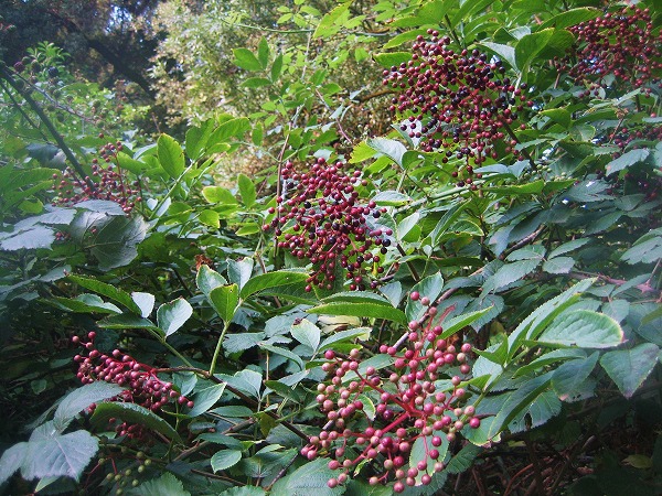 b0064411_18495913.jpg
