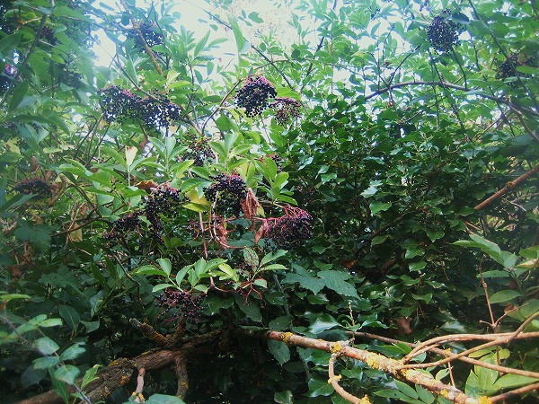 b0064411_18513412.jpg
