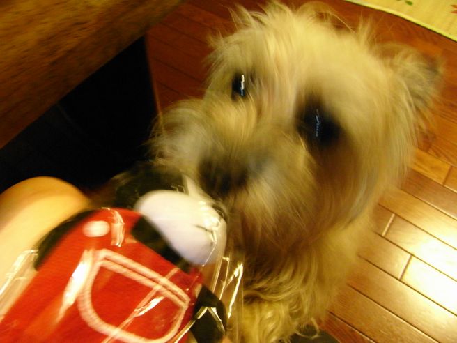 c0039114_23205691.jpg