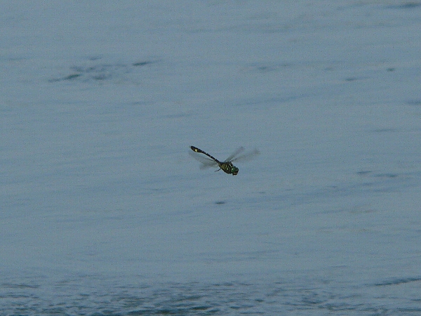 e0002314_22282425.jpg