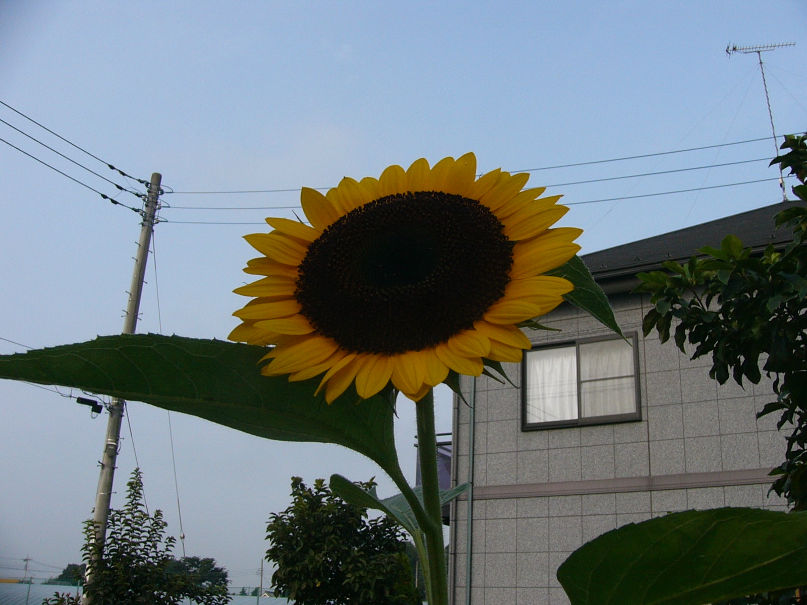 f0175754_16195538.jpg