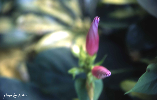 b0132755_2364550.jpg