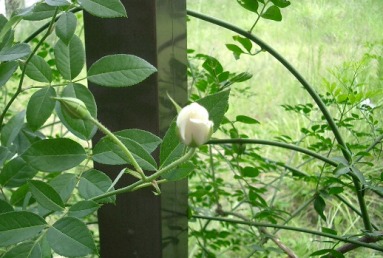 c0186463_17293326.jpg