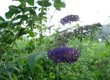 c0186463_1739161.jpg