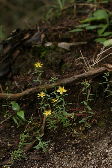 e0054067_2163552.jpg