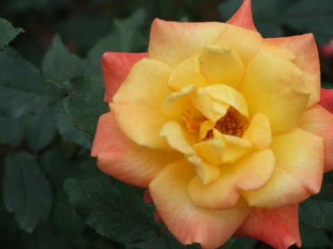 a0106978_17322578.jpg