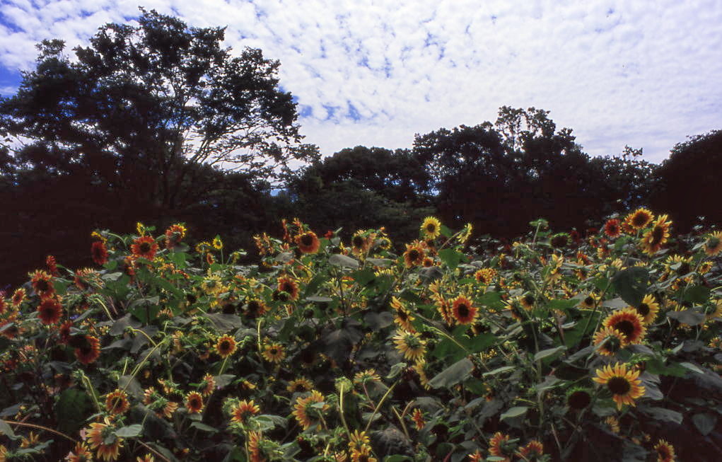 d0071507_57484.jpg