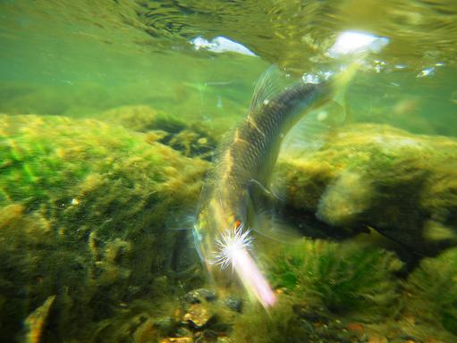e0123808_1775961.jpg
