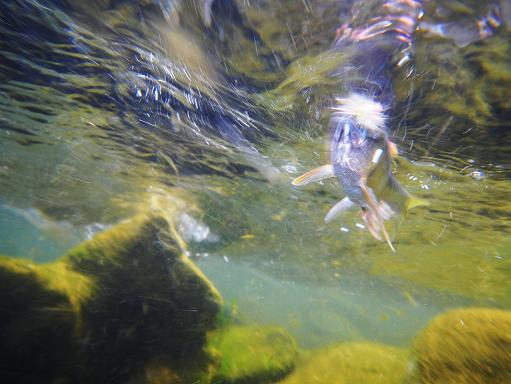 e0123808_1791732.jpg