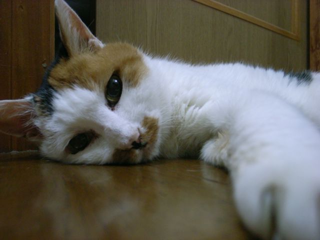 f0043912_11424085.jpg