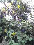 e0134616_0115190.jpg