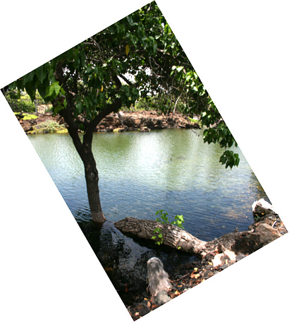 d0133320_016790.jpg
