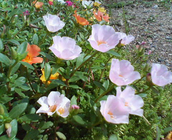 f0036223_8552693.jpg