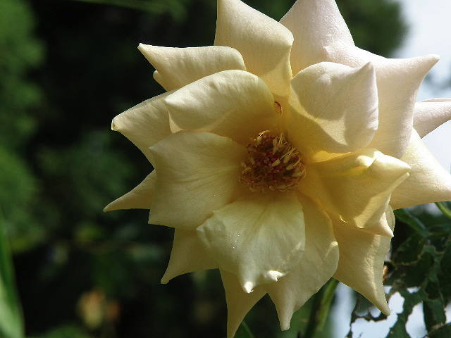 e0184558_9505038.jpg